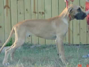 Dogs - Great Dane