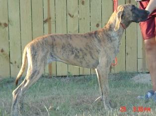 Dogs - Great Dane