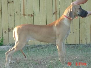 Dogs - Great Dane