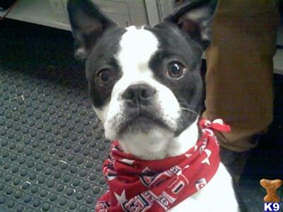 Stud Dogs - Boston Terrier