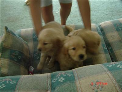 Puppies in Acushnet