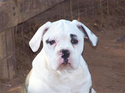 Old English Bulldog Puppies for Sale