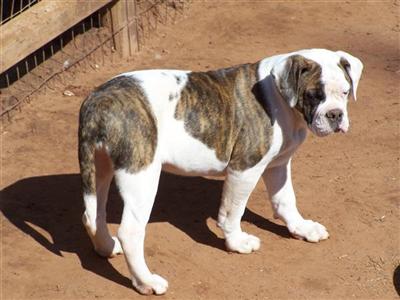 Old English Bulldog Puppies for Sale