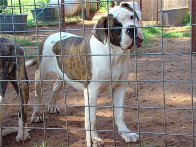 Puppies in OK