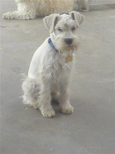 Stud Dogs - Miniature Schnauzer