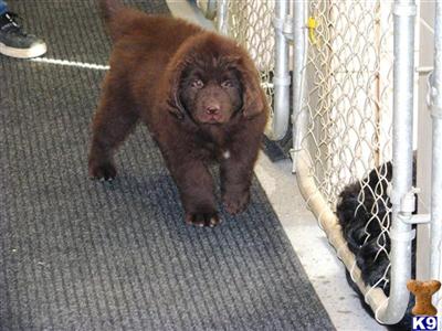 Newfoundland Puppies for Sale