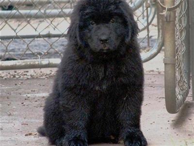 Puppies in VA