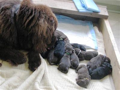 Puppies in VA