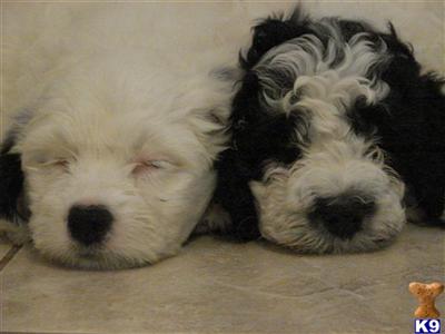 Portuguese Water Dog Puppies for Sale