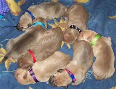 Puppies in GA