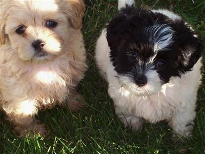 Shih Tzu Puppies for Sale