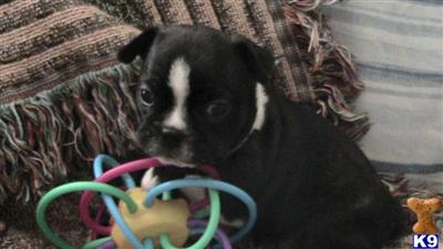 Puppies in FL