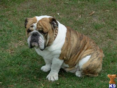 Stud Dogs - English Bulldog