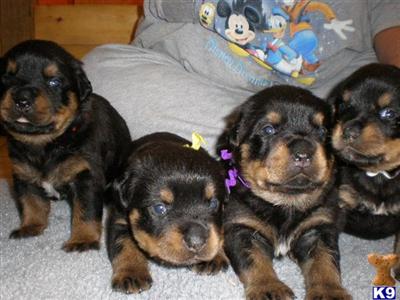 Puppies in DE