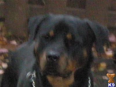 Dogs for Sale in DE