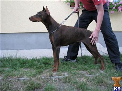Dogs for Sale in AZ