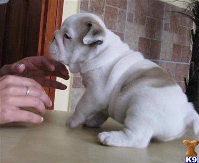 Puppies in AZ