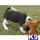 Puppies in IL