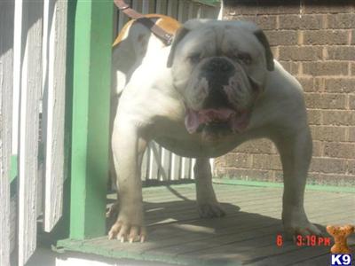 Old English Bulldog Puppies for Sale
