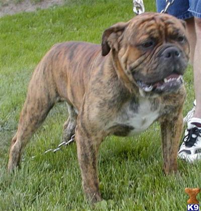 Old English Bulldog Puppies for Sale