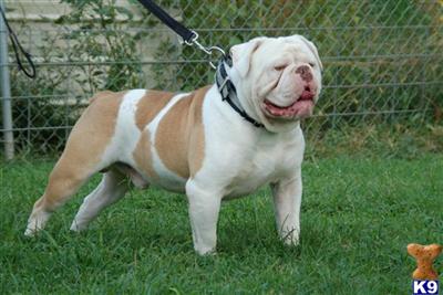 Stud Dogs - Old English Bulldog