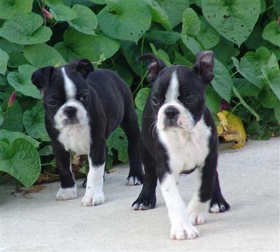 Dogs - Boston Terrier