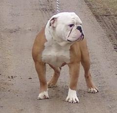 Stud Dogs in MI