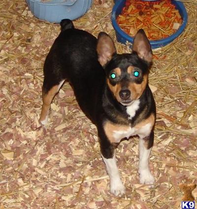 Dogs for Sale