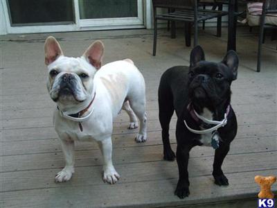 Dogs for Sale