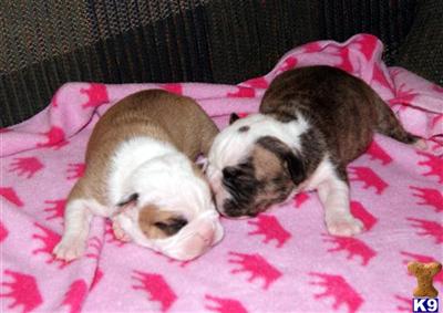 Puppies in MI