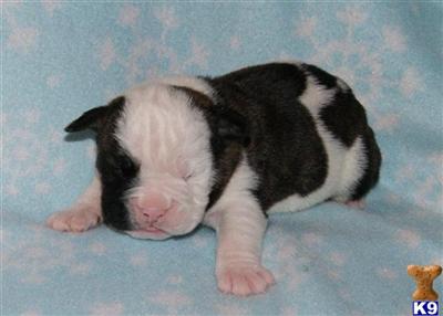 Old English Bulldog Puppies for Sale