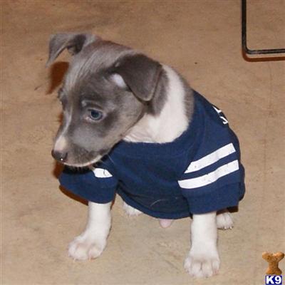 Rat Terrier Puppies for Sale