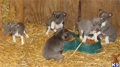 Puppies in MI