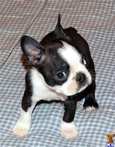 Puppies in MI