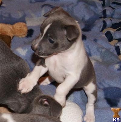 Puppies in MI