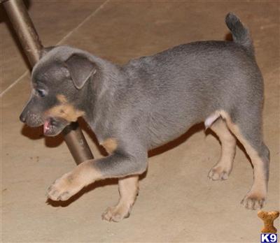 Puppies in MI