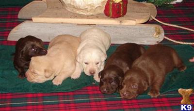 Puppies in MI
