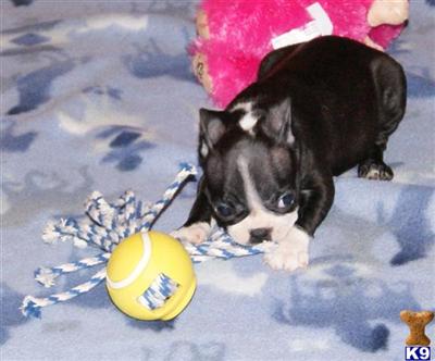 Puppies in MI