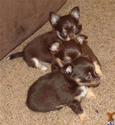 Puppies in MI