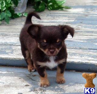 Puppies in MI