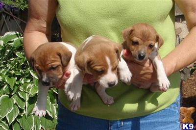 Puppies in MI