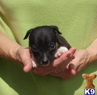 Rat Terrier Puppies for Sale