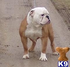 Stud Dog