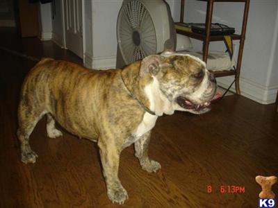 Dogs - English Bulldog