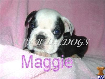 Bulldog Puppies for Sale