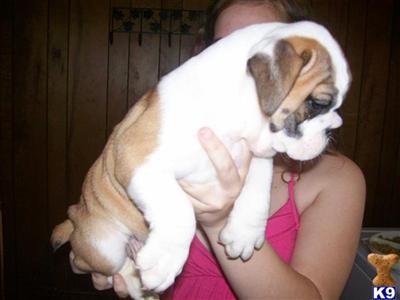 Puppies in MD