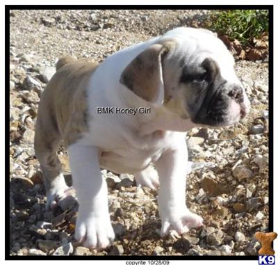 Old English Bulldog Puppies for Sale