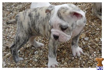 Puppies in MO