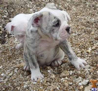 Puppies in MO