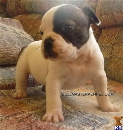 Old English Bulldog Puppies for Sale